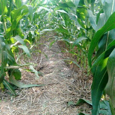 河南安阳二手农业机械求购图片信息_河南安阳