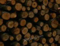 江苏长期大量回收建筑木材