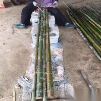 大量竹排