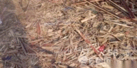长期大量回收废旧木材