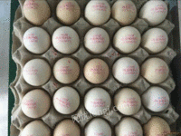 出售生产日期喷码机鸡蛋专用喷码设备鸡蛋打码器