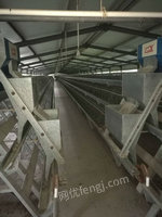 转让二手广州广兴牌整栋鸡舍全套蛋鸡养植设备（每栋100米3列），共4栋