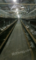 出售鸡场新建的全自动养鸡场出售
