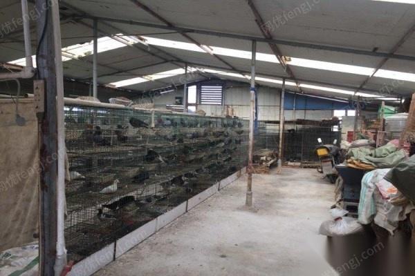 江苏南通转行出售二手全自动养鸽子设备一套 20000元
