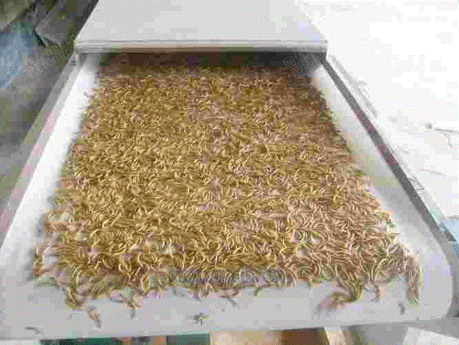 上海楚尚黄粉虫蝇蛆干燥机