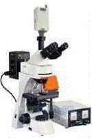 正置荧光显微镜DFM-55C