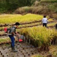 供应水稻收割机  四冲程收割机