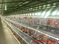 厂家直供各种养鸡设备鸡笼等