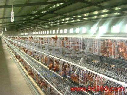 自动化养鸡场设备价格