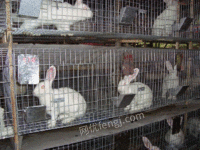厂价供应种兔笼子母兔笼商品兔笼