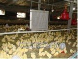 养鸡设备养鸡场设备养鸡专用水暖炉