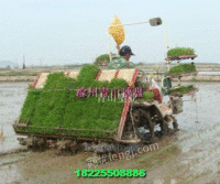 供应水稻机插648孔秧盘