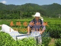 温州采茶机厂家 浙江采茶机厂家
