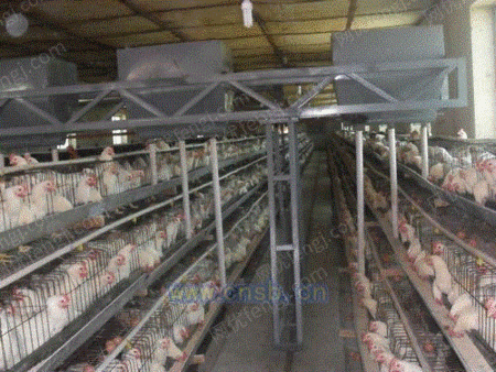 自动化养鸡场设备出售