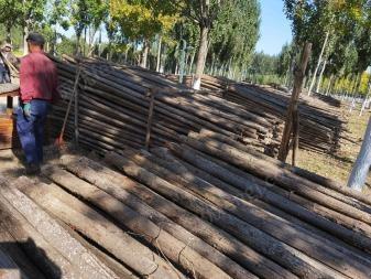 北京昌平区工地急出售闲置杉木支撑杆3米4米5米大概7万根,还有70-80张上下铺床