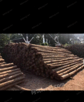 大量供应松木桩