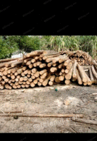 供应木材原木
