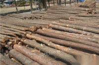 河北唐山求购大量木材，烧锅炉用