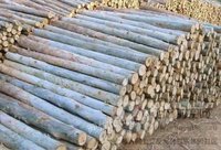 广西南宁大量速生桉木材，复合板供应