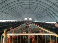 供应鸡场自动化恒温大棚   畜牧温室牛羊棚  全封闭畜牧温室鸭棚