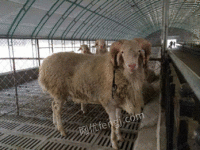 供应鸡鸭自动化养殖塑钢大棚   卷帘式畜牧养殖温室大棚    现代化养殖大棚
