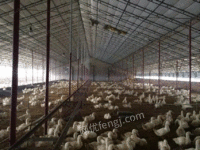 供应新型养鸭养殖大棚   椭圆包塑管大棚  现代化养殖大棚