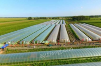 黑龙江哈尔滨出售15个大棚 宽8米、长100米，25*5方管、1、5厚镀锌管