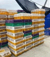 广东揭阳有一百多个鸡笼周转箱出售