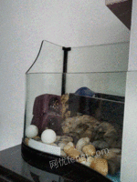一个养龟或者盆景的异形鱼缸出售