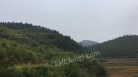 宁都县肖田乡、大沽乡的林地与林木资源资产网络处理招标	