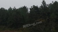 宁都县肖田乡、大沽乡的林地与林木资源资产网络处理招标	