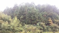 宁都县湛田乡、大沽乡的林地与林木资源网络处理招标