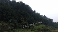 宁都县湛田乡、大沽乡的林地与林木资源网络处理招标