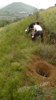 地钻植树电线杆打桩机种植机挖孔挖土机
