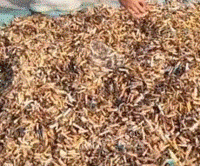 长期回收大量烟头