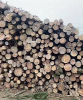 高价回收大量松木 三等材 小材