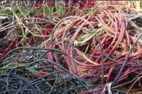 大量回收废旧电线电缆 废铁 光纤线