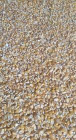 内蒙古包头出售玉米，4一5万斤