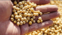 浙江宁波长期大量出售 玉米，黄豆，小麦