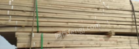 天津津南区出售杉木杆，松木杆，木方，模板