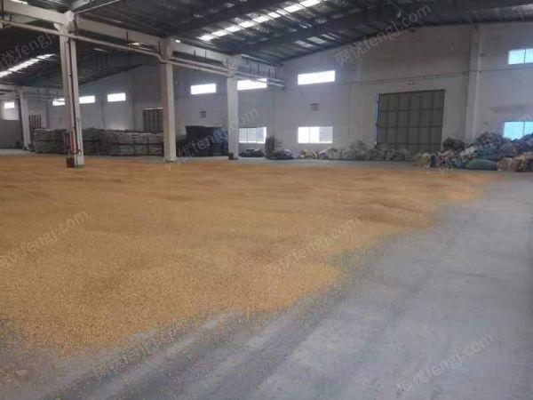 贵港出售60吨玉米粒