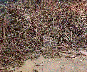 小廢(精料)出售