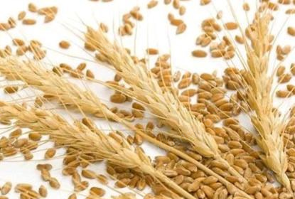 内蒙古巴彦淖尔现有大量优质小麦20万欲出售