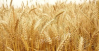 内蒙古巴彦淖尔现有大量优质小麦20万欲出售
