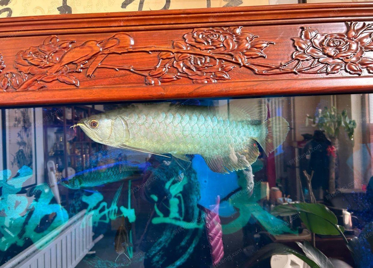 北京通州区低价出售自用实木大鱼缸200×70×155