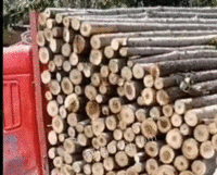 常年回收废旧木材