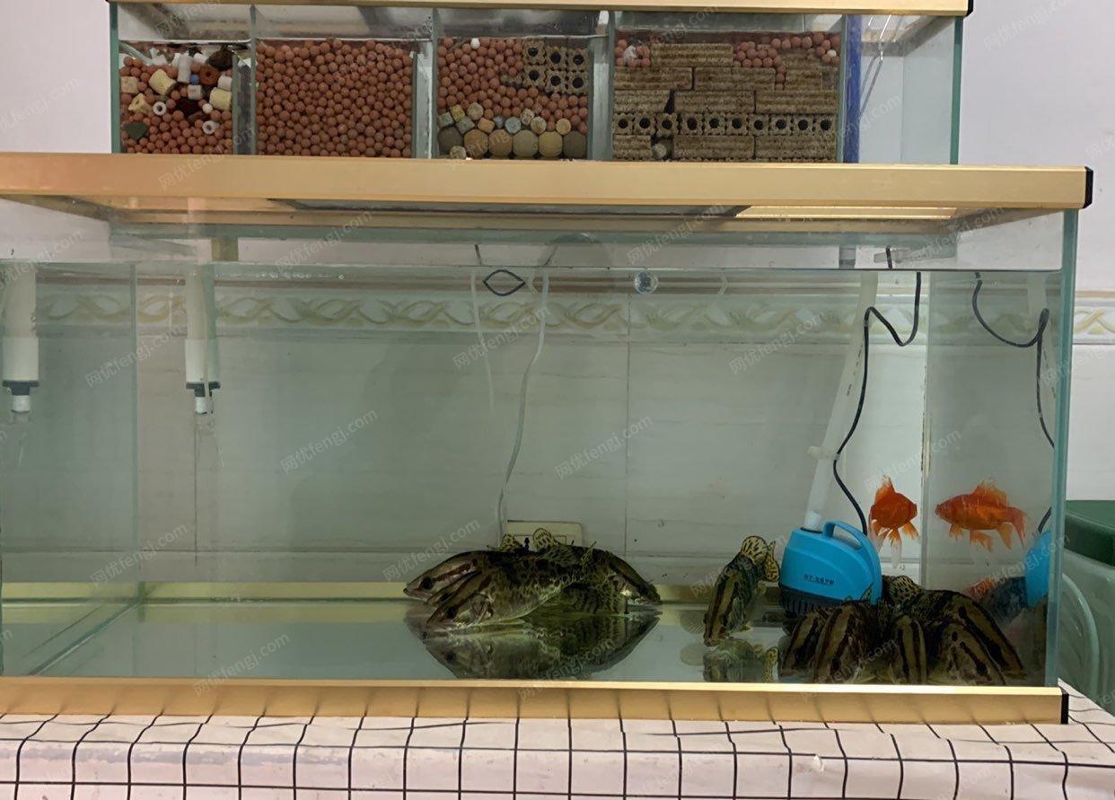 湖北荆州出售鱼缸1米×0.5米×0.5米