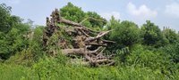 湖州市德清县德运绿化废木约356棵、枯木约300棵转让招标
