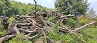 湖州市德清县德运绿化废木约356棵、枯木约300棵转让招标