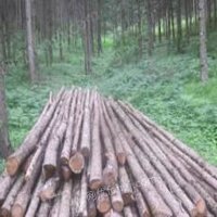 固原市原州区林业总场2023年一批伐倒木处理招标